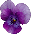 veilchen